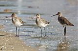 Black-tailed Godwit